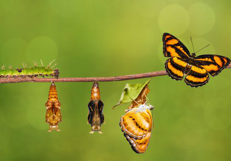 Flexibilize-se, adapte-se e tire vantagem da mudança